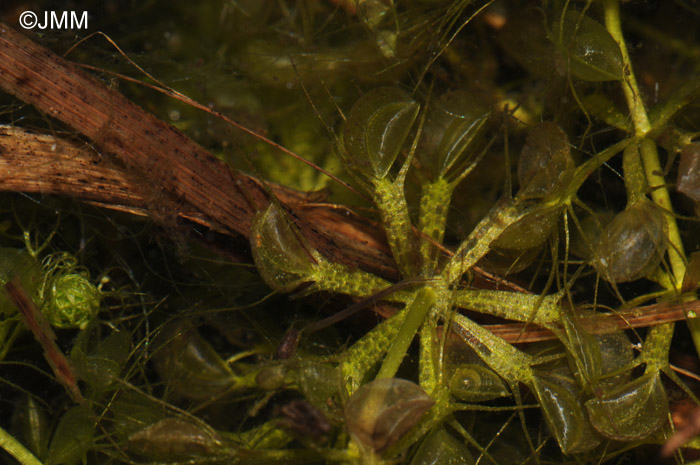 Aldrovanda vesiculosa