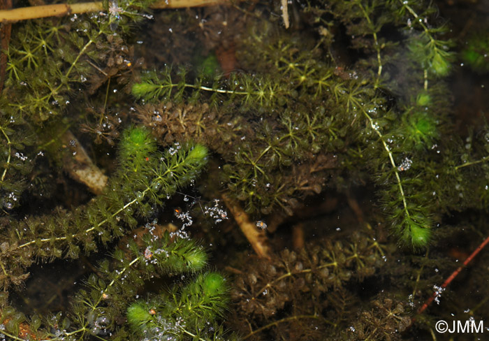 Aldrovanda vesiculosa