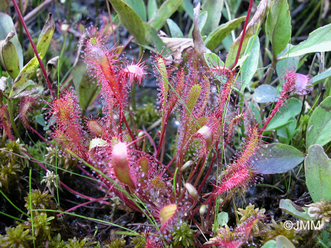 Drosera longifolia