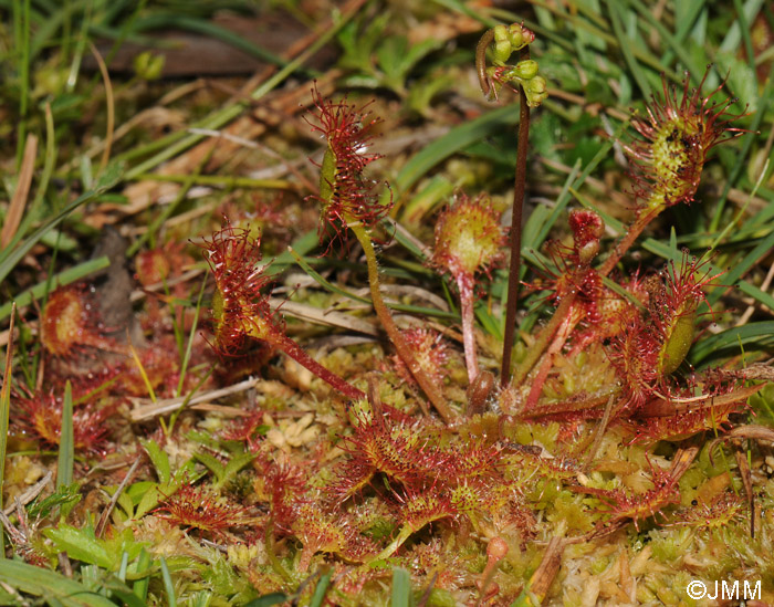 Drosera rotundifolia var. corsica