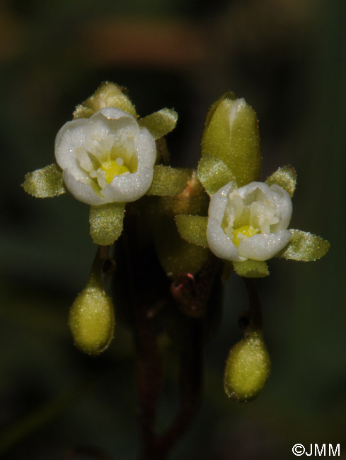 Drosera rotundifolia var. corsica