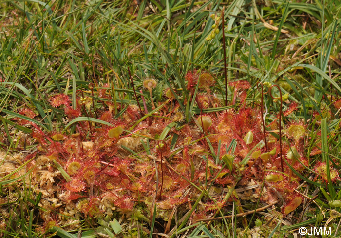 Drosera rotundifolia var. corsica