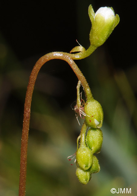 Drosera rotundifolia var. corsica