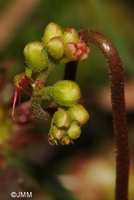 Drosera rotundifolia var. corsica