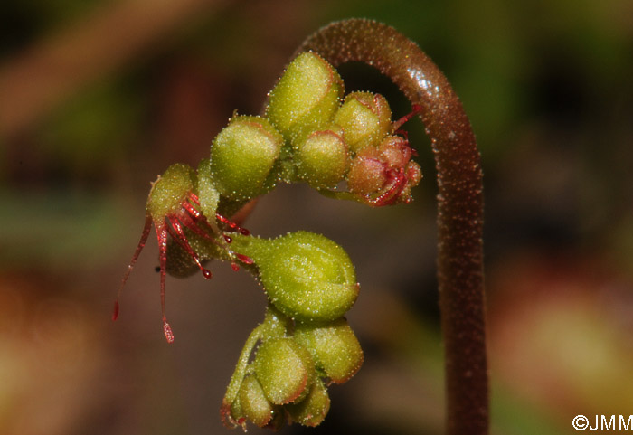 Drosera rotundifolia var. corsica