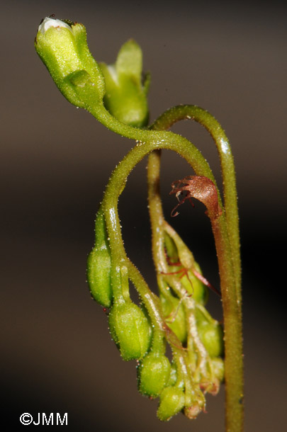 Drosera rotundifolia var. corsica