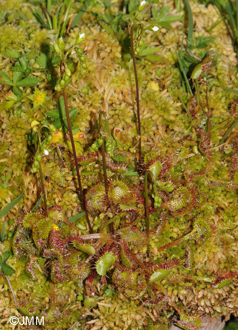 Drosera rotundifolia var. corsica