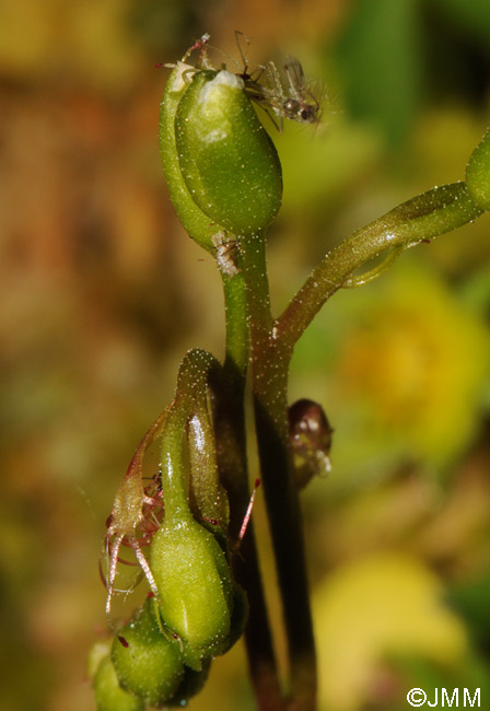 Drosera rotundifolia var. corsica