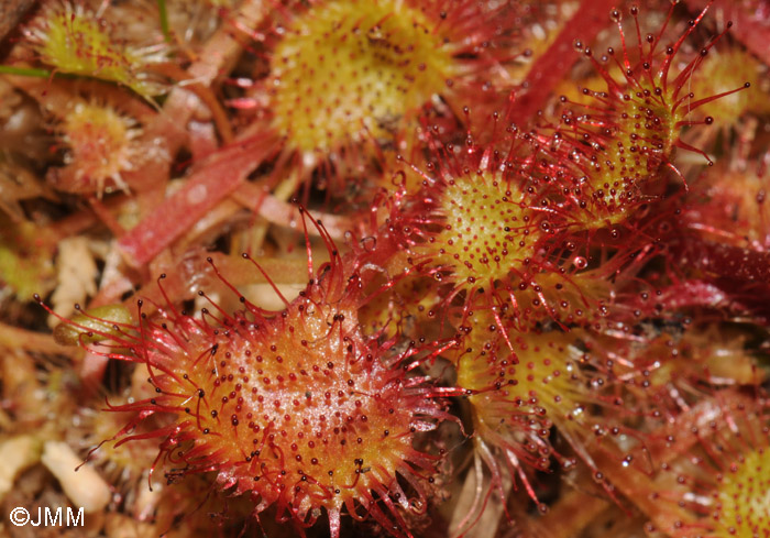 Drosera rotundifolia var. corsica