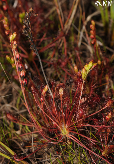 Drosera intermedia