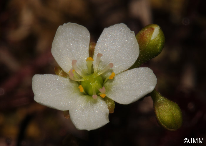 Drosera intermedia