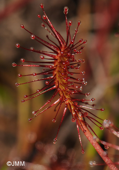 Drosera intermedia