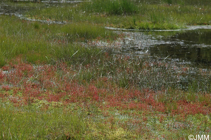 Drosera intermedia 