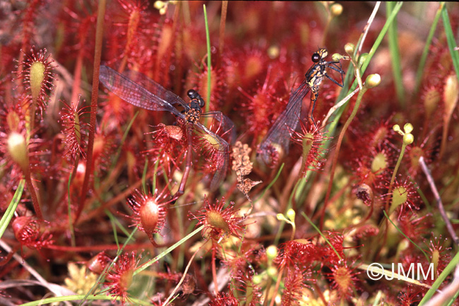 Drosera intermedia