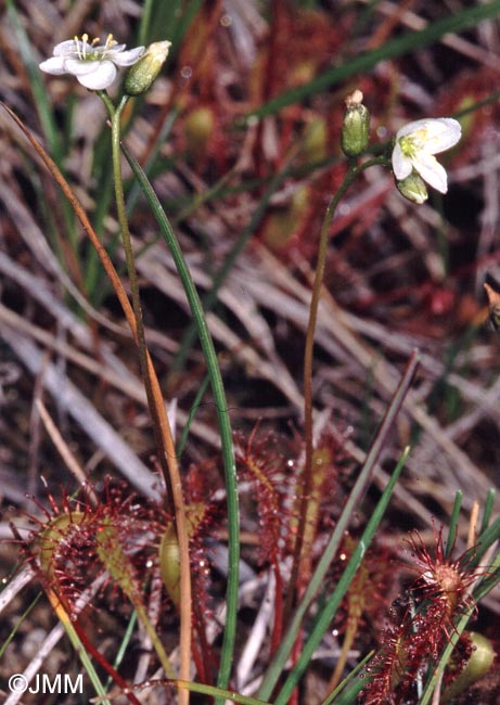 Drosera longifolia