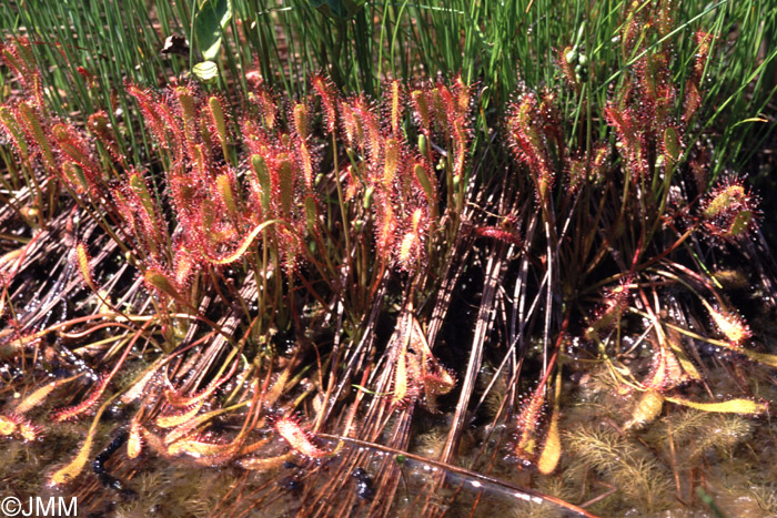 Drosera longifolia et Utricularia sp.