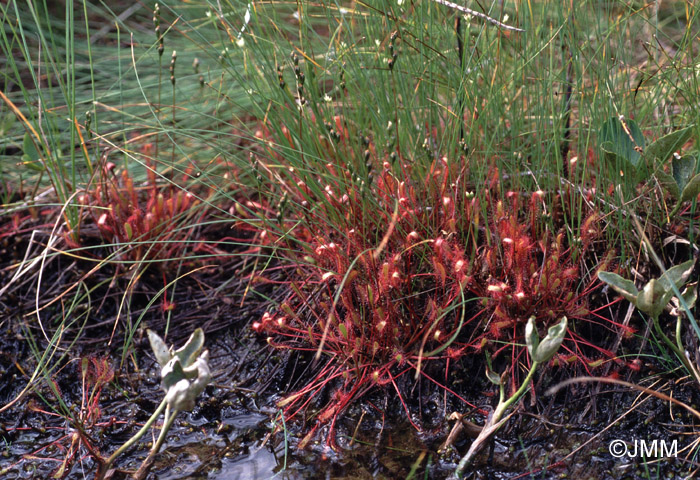 Drosera longifolia