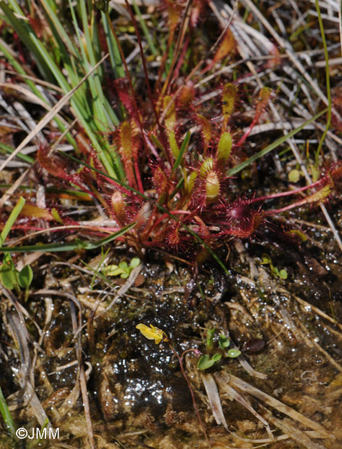 Drosera longifolia et Utricularia minor