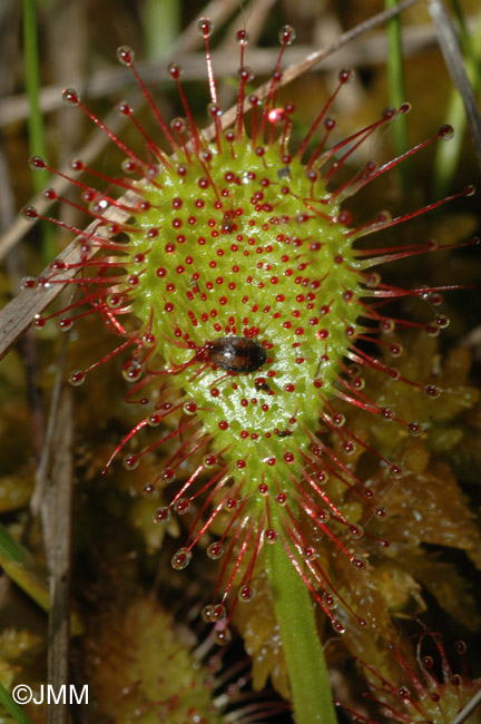 Drosera x obovata