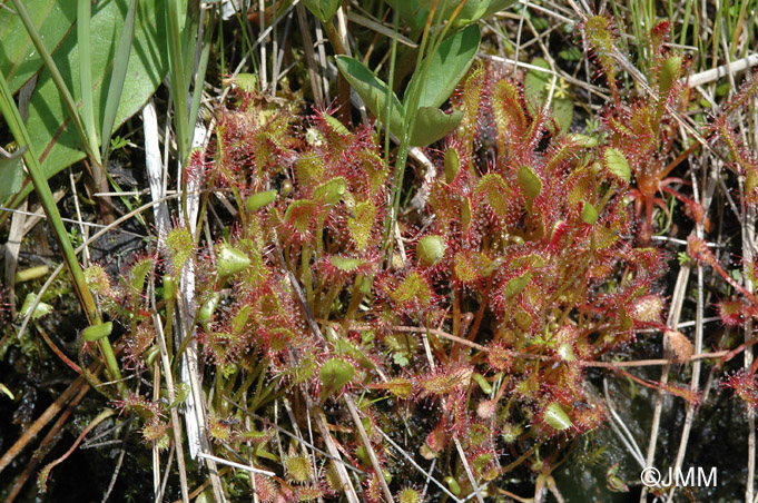 Drosera x obovata