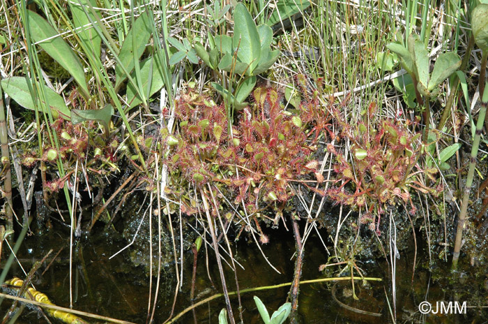 Drosera x obovata