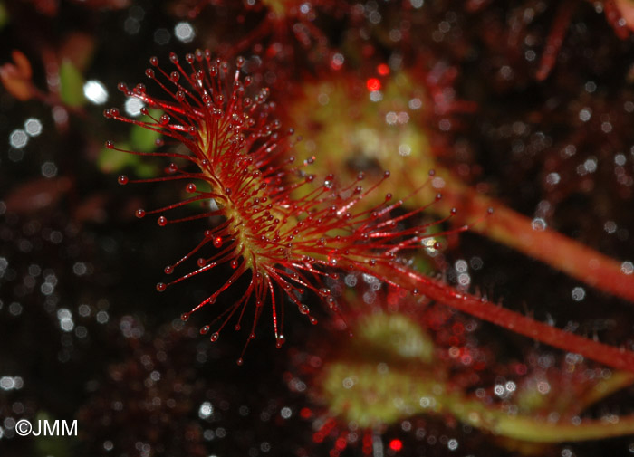 Drosera rotundifolia