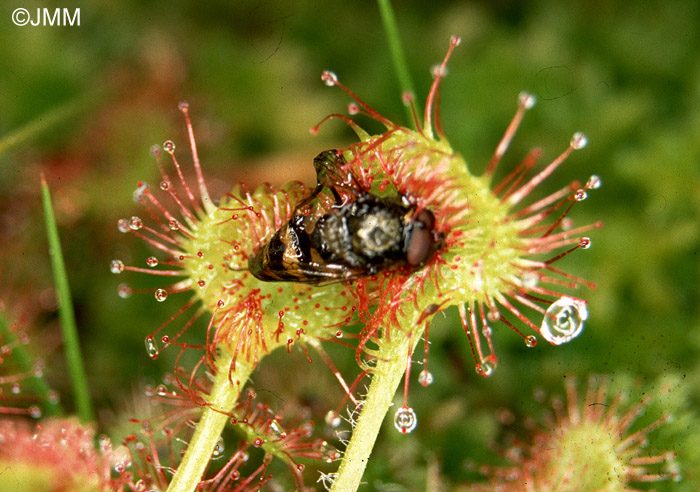 Drosera rotundifolia