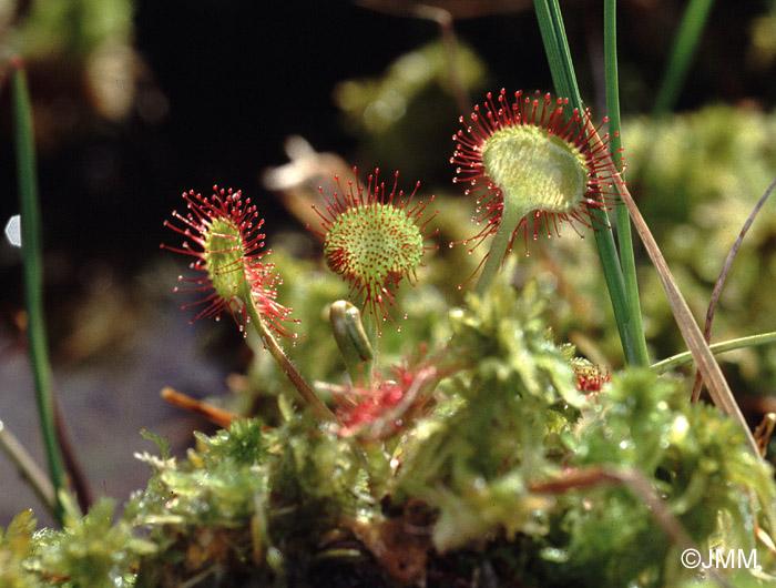 Drosera rotundifolia