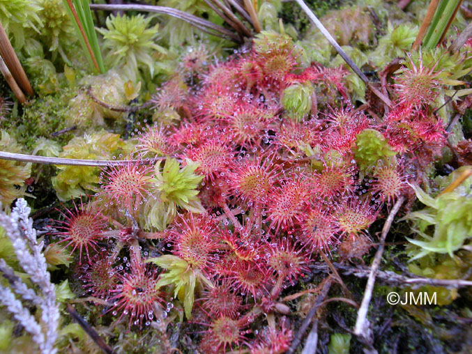 Drosera rotundifolia