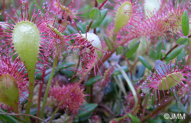 Drosera X obovata