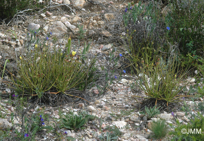 Drosophyllum lusitanicum