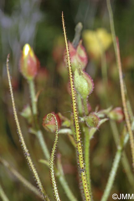 Drosophyllum lusitanicum