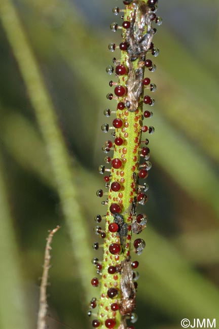 Drosophyllum lusitanicum