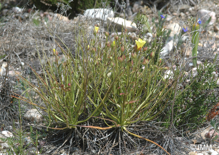 Drosophyllum lusitanicum