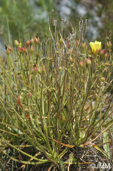 Drosophyllum lusitanicum