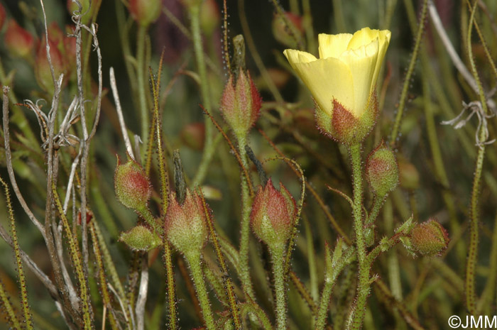 Drosophyllum lusitanicum