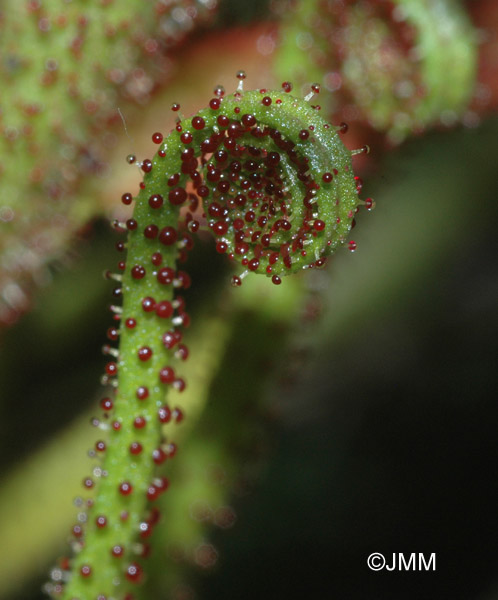 Drosophyllum lusitanicum