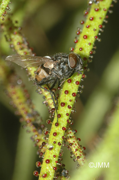 Drosophyllum lusitanicum