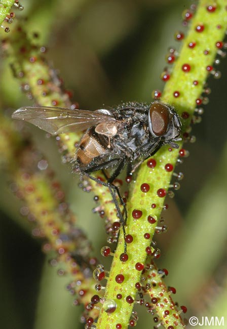 Drosophyllum lusitanicum