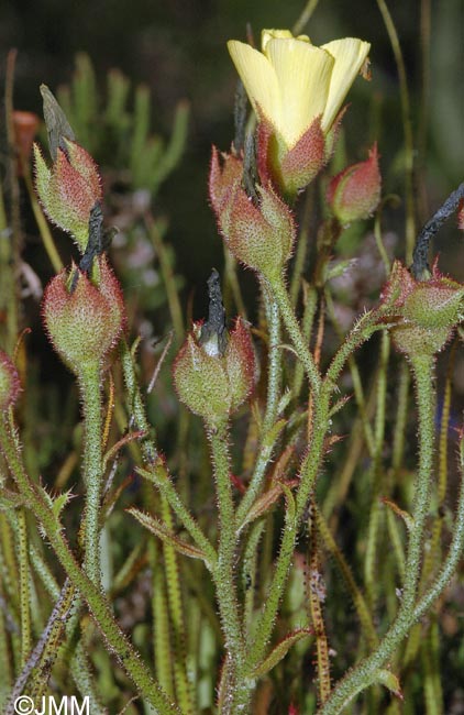 Drosophyllum lusitanicum