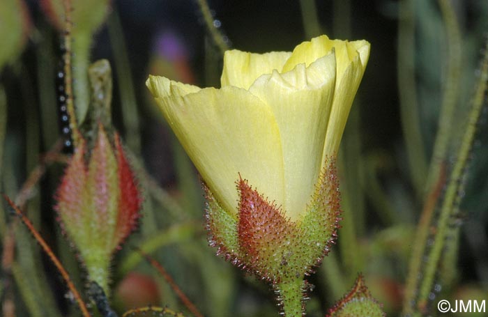 Drosophyllum lusitanicum