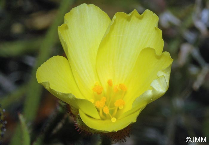Drosophyllum lusitanicum