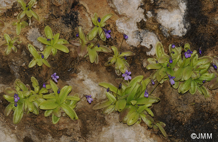 Pinguicula sp. "taxon de Hoz de Beteta"