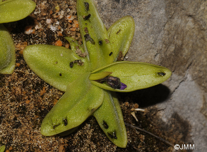 Pinguicula sp. "taxon de Hoz de Beteta"