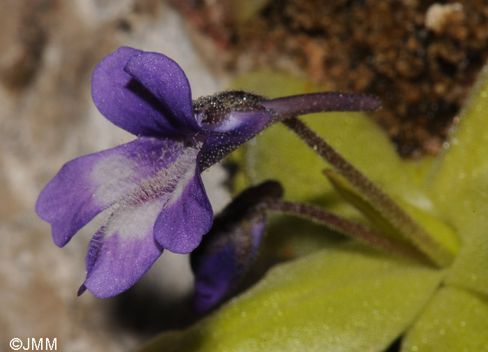 Pinguicula sp. "taxon de Hoz de Beteta"