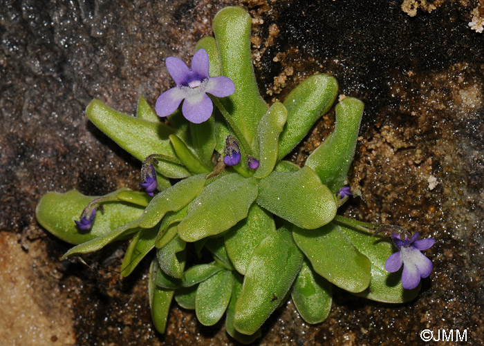 Pinguicula sp. "taxon de Hoz de Beteta"