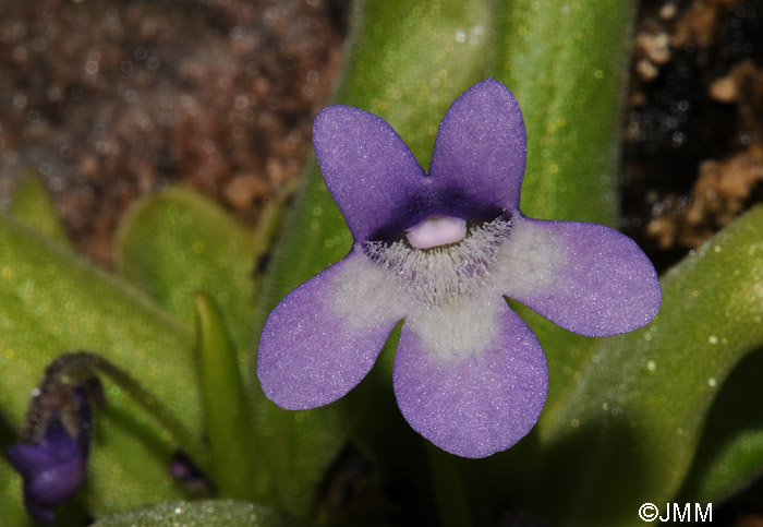 Pinguicula sp. "taxon de Hoz de Beteta"