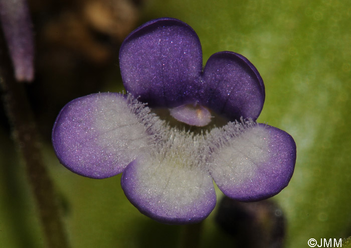 Pinguicula sp. "taxon de Hoz de Beteta"