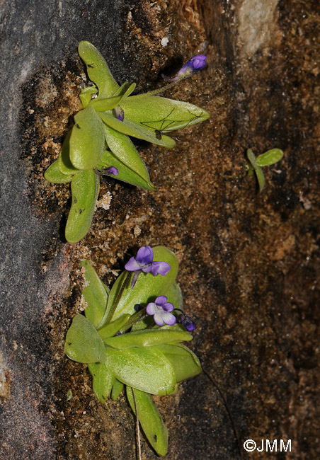 Pinguicula sp. "taxon de Hoz de Beteta"