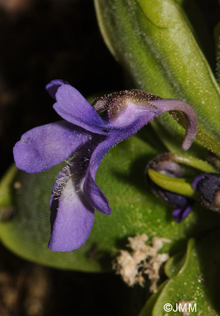 Pinguicula sp. "taxon de Hoz de Beteta"